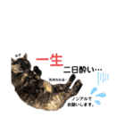 仕事用ねこさん（個別スタンプ：7）