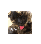 仕事用ねこさん（個別スタンプ：8）