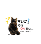 仕事用ねこさん（個別スタンプ：10）