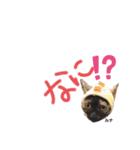 仕事用ねこさん（個別スタンプ：13）
