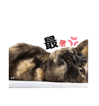 仕事用ねこさん（個別スタンプ：14）