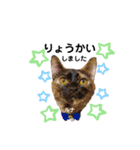 仕事用ねこさん（個別スタンプ：15）