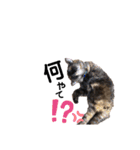 仕事用ねこさん（個別スタンプ：16）