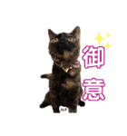 仕事用ねこさん（個別スタンプ：19）