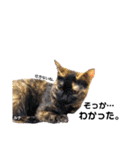 仕事用ねこさん（個別スタンプ：20）