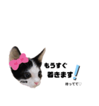 仕事用ねこさん（個別スタンプ：21）