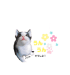仕事用ねこさん（個別スタンプ：22）