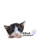 仕事用ねこさん（個別スタンプ：23）