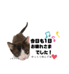 仕事用ねこさん（個別スタンプ：24）