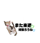 仕事用ねこさん（個別スタンプ：27）