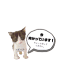 仕事用ねこさん（個別スタンプ：28）
