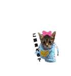 仕事用ねこさん（個別スタンプ：33）