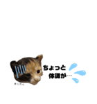 仕事用ねこさん（個別スタンプ：37）