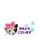 仕事用ねこさん（個別スタンプ：40）