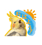 オカメインコのおーじろう（個別スタンプ：1）