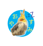 オカメインコのおーじろう（個別スタンプ：2）