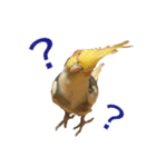 オカメインコのおーじろう（個別スタンプ：3）