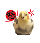 オカメインコのおーじろう（個別スタンプ：4）