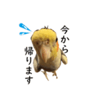 オカメインコのおーじろう（個別スタンプ：5）