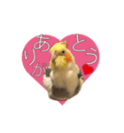 オカメインコのおーじろう（個別スタンプ：6）