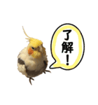 オカメインコのおーじろう（個別スタンプ：7）