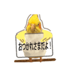 オカメインコのおーじろう（個別スタンプ：8）