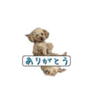 トイプードルのラヴィちゃん、レイくん（個別スタンプ：2）