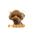 トイプードルのラヴィちゃん、レイくん（個別スタンプ：3）