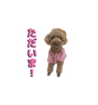 トイプードルのラヴィちゃん、レイくん（個別スタンプ：5）