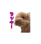トイプードルのラヴィちゃん、レイくん（個別スタンプ：7）