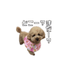 トイプードルのラヴィちゃん、レイくん（個別スタンプ：8）