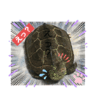クサガメブラザーズ2（個別スタンプ：9）