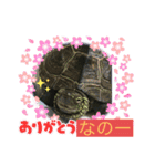 クサガメブラザーズ2（個別スタンプ：13）