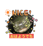 クサガメブラザーズ2（個別スタンプ：14）