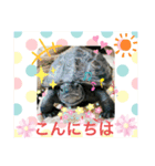 クサガメブラザーズ2（個別スタンプ：16）