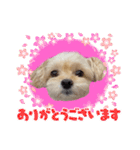 ラブリーチワプー（個別スタンプ：1）