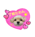 ラブリーチワプー（個別スタンプ：3）