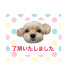 ラブリーチワプー（個別スタンプ：5）
