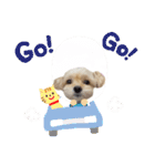 ラブリーチワプー（個別スタンプ：12）
