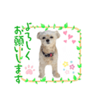 ラブリーチワプー（個別スタンプ：27）