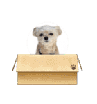 ラブリーチワプー（個別スタンプ：31）