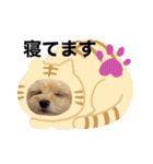 ラブリーチワプー（個別スタンプ：33）
