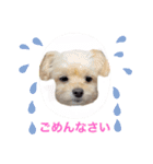 ラブリーチワプー（個別スタンプ：34）