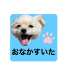 ラブリーチワプー（個別スタンプ：36）
