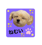 ラブリーチワプー（個別スタンプ：40）