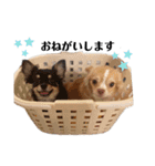 チワワ一族（個別スタンプ：8）