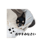チワワ一族（個別スタンプ：12）