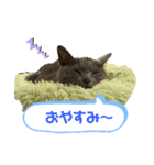 かめちゃんちのべるたん（個別スタンプ：1）