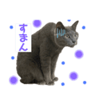 かめちゃんちのべるたん（個別スタンプ：2）