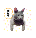 かめちゃんちのべるたん（個別スタンプ：6）